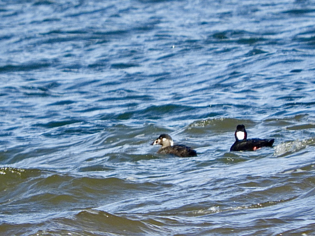 Surf Scoter - ML619035836