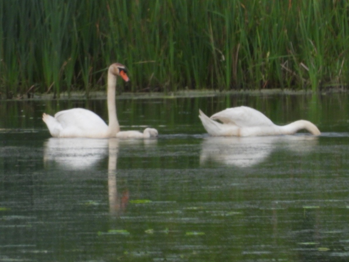 Mute Swan - Mike Thelen