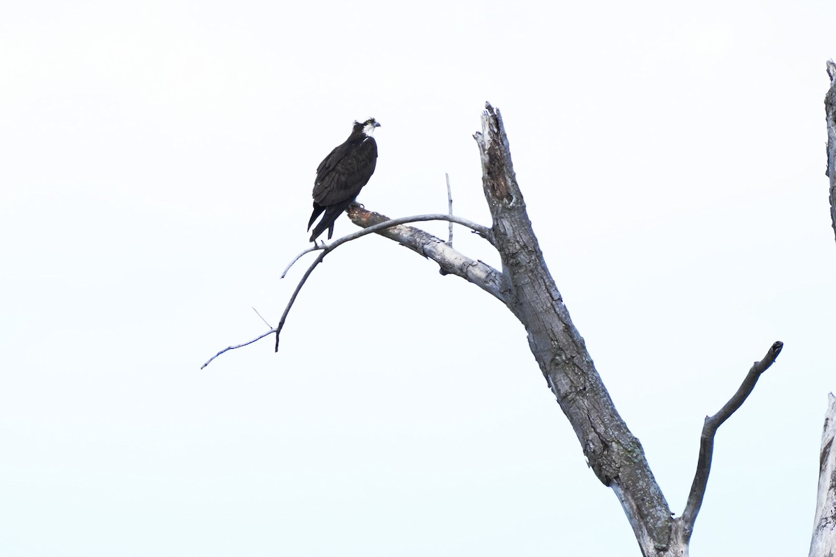 Osprey - Maneesh Rajvanshi