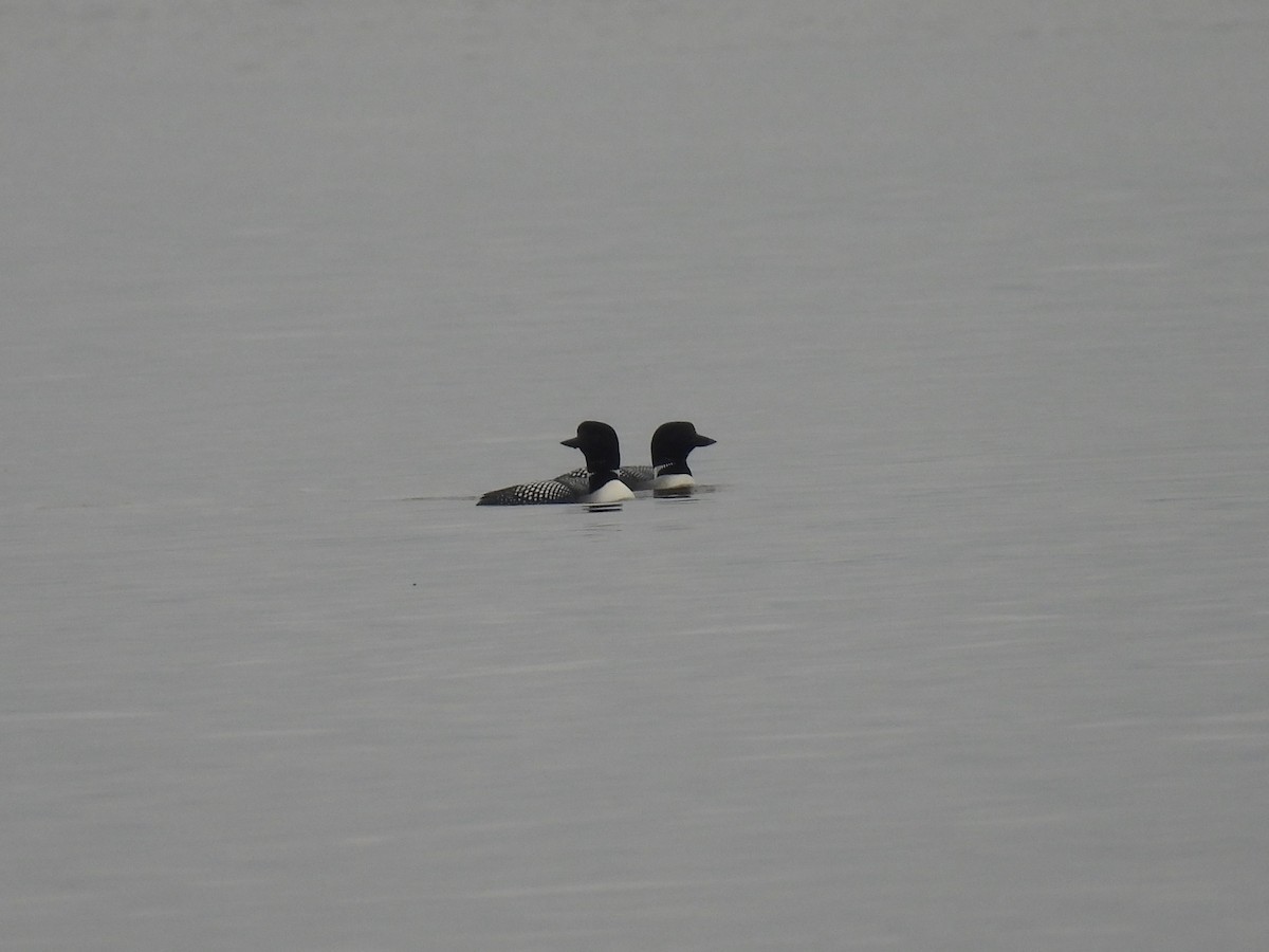 Common Loon - Philippe Jobin