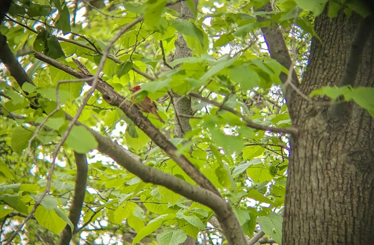 Summer Tanager - Tim Hahn