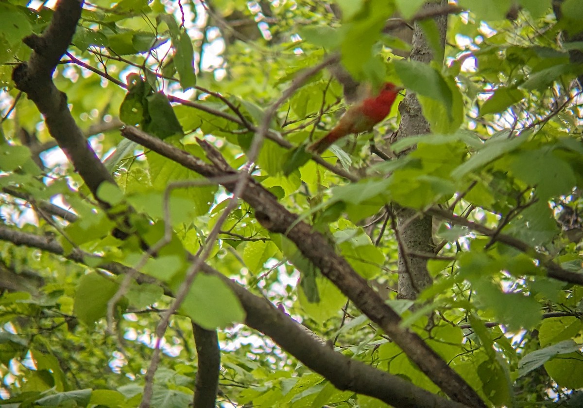 Summer Tanager - Tim Hahn