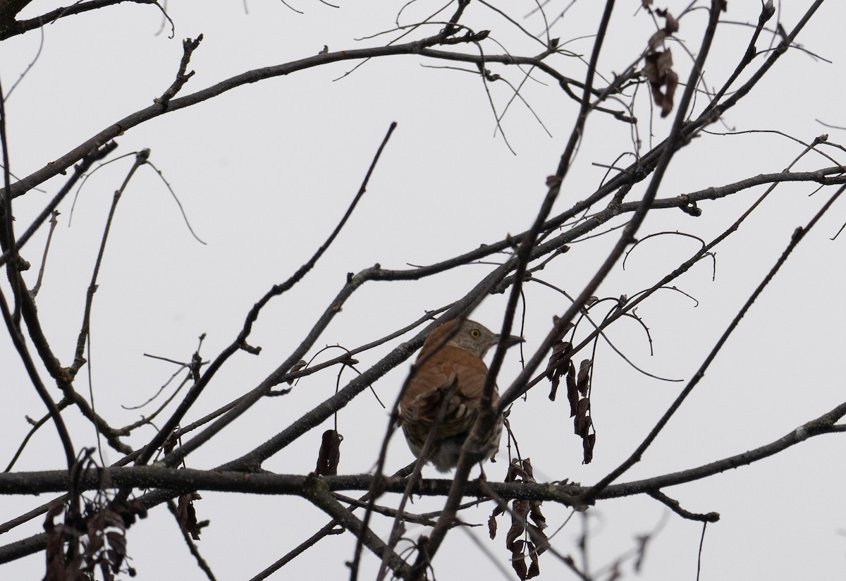 Brown Thrasher - thomas berriman