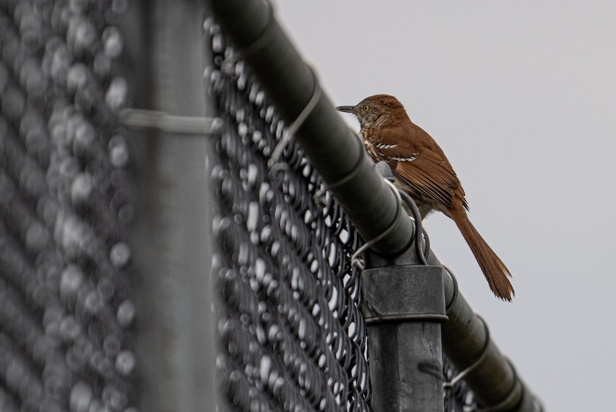 Brown Thrasher - thomas berriman