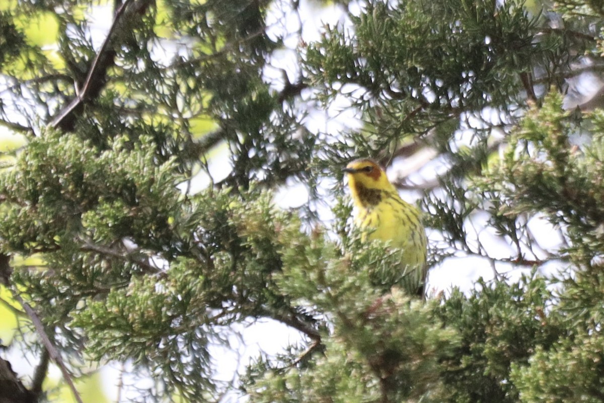 Cape May Warbler - Jason Milson