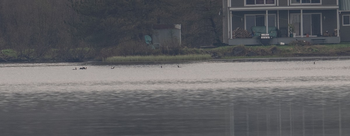 Double-crested Cormorant - thomas berriman