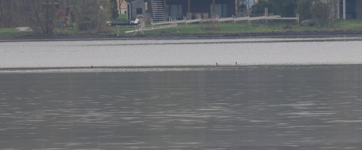 Double-crested Cormorant - thomas berriman