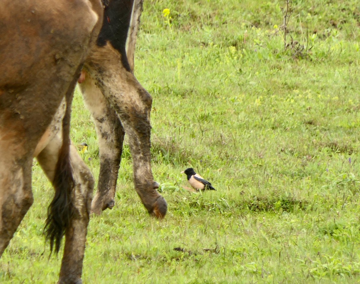 Rosy Starling - ML619035974