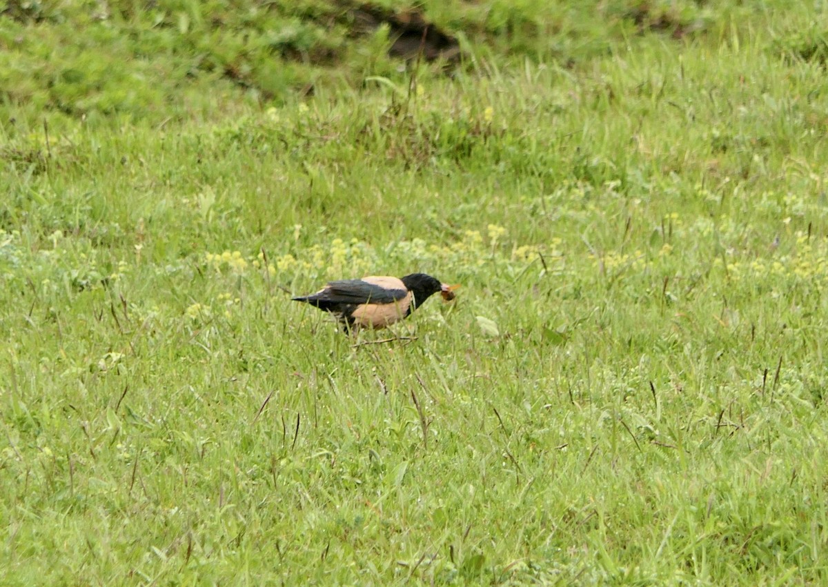 Rosy Starling - ML619035975