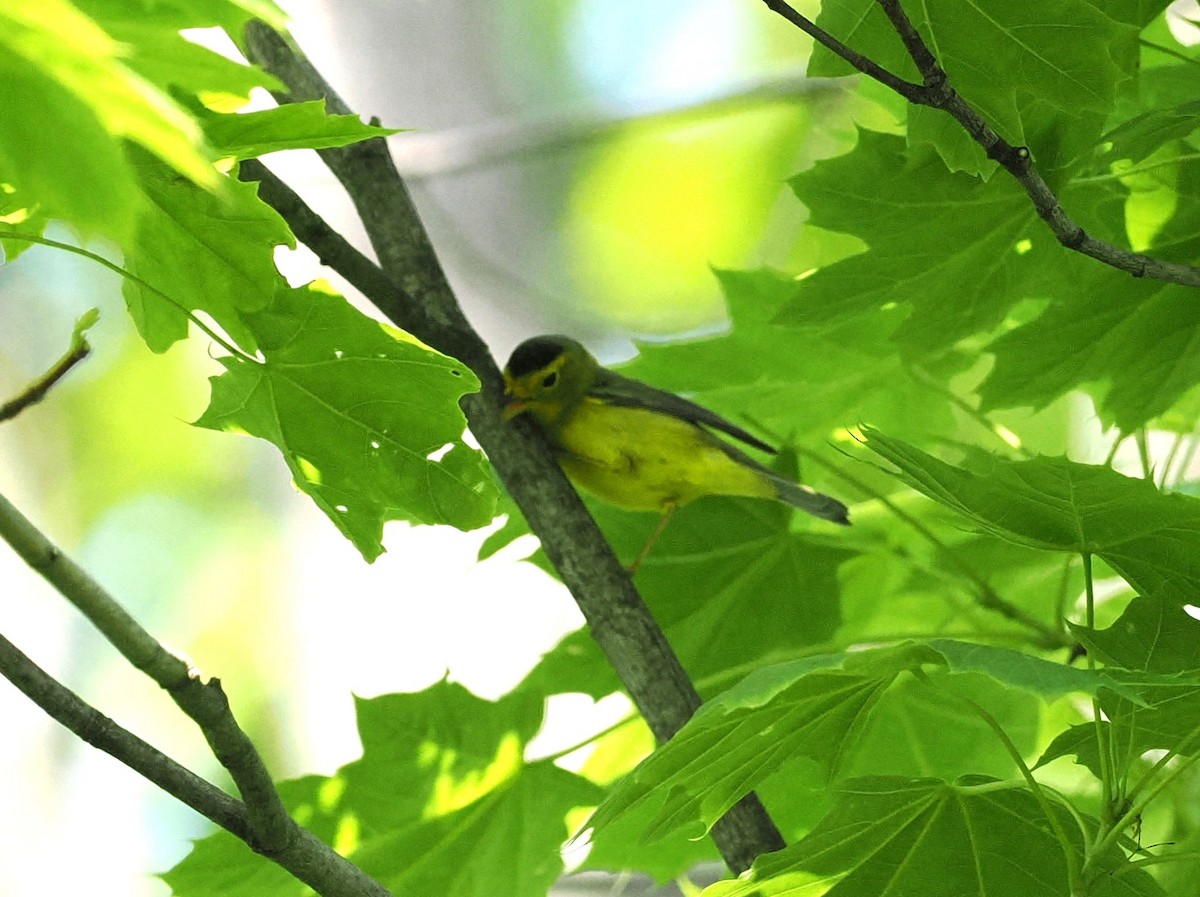 Wilson's Warbler - ML619035976