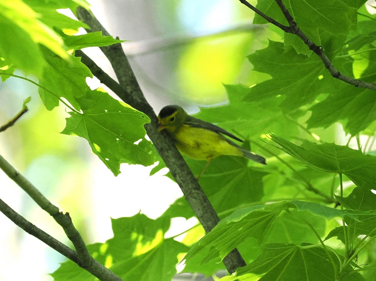 Wilson's Warbler - Kristin Schaumburg