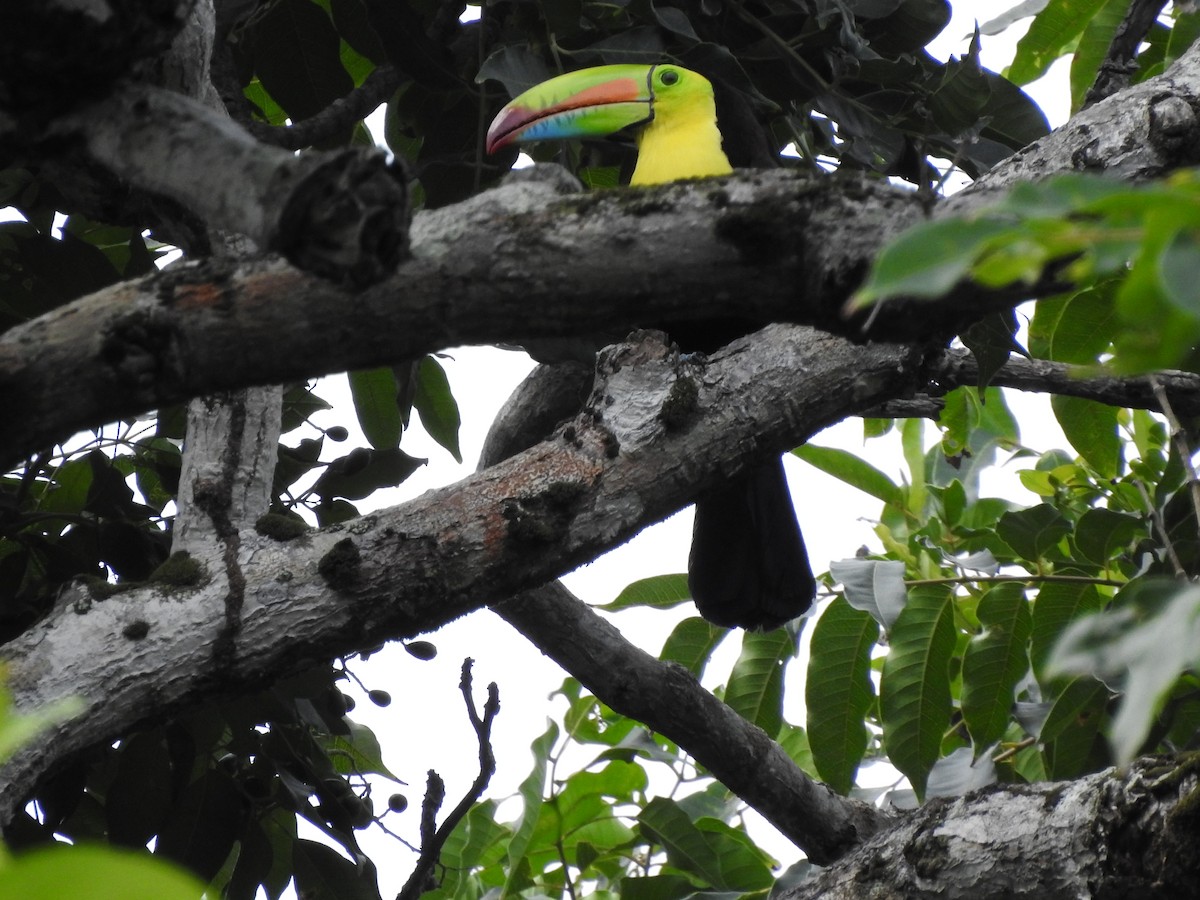 Keel-billed Toucan - Liliana Marcela Ospina Sánchez https://raicesprofundas.co/