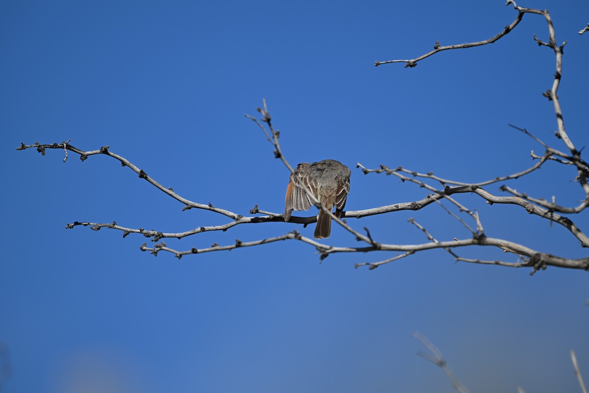Brown-crested Flycatcher - S J