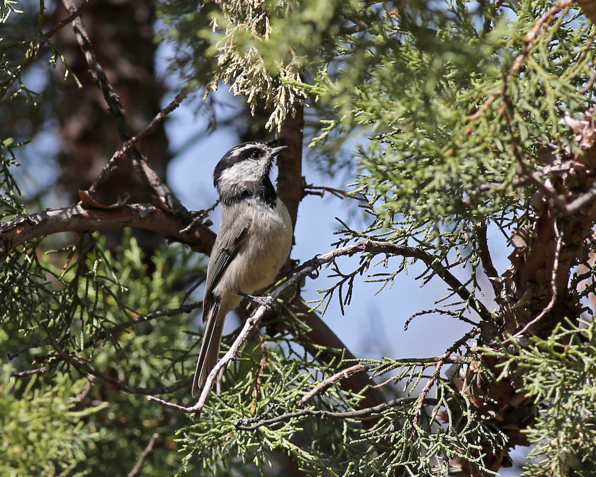 Mountain Chickadee (Rocky Mts.) - ML619035991