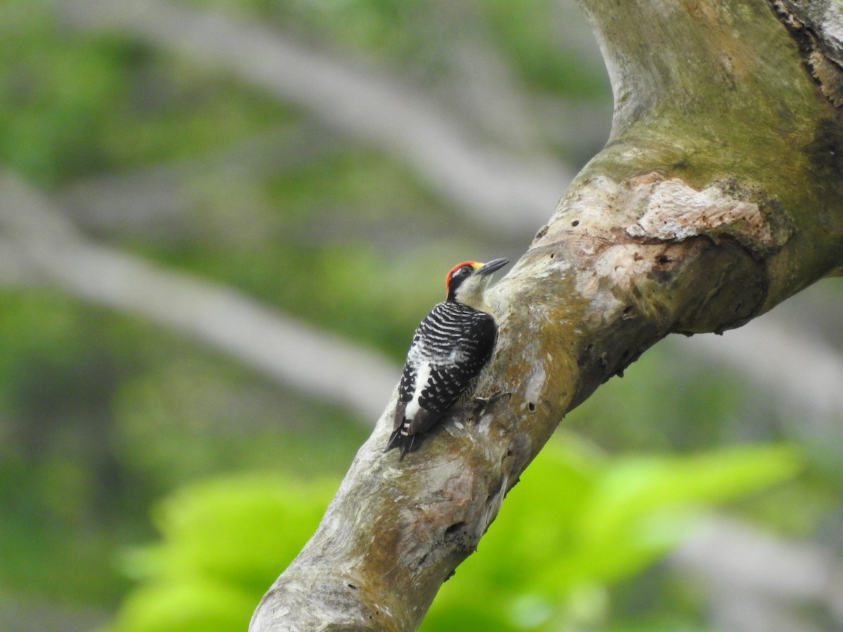 Black-cheeked Woodpecker - ML619035999