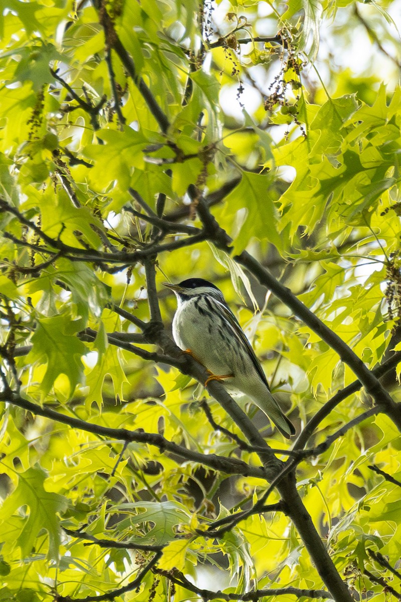 Blackpoll Warbler - Ellen Neal