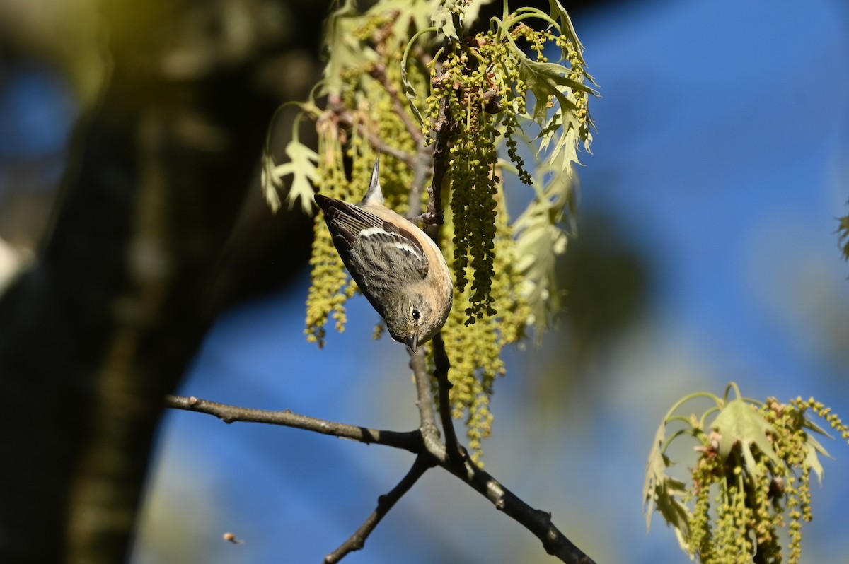 Bay-breasted Warbler - ML619036009