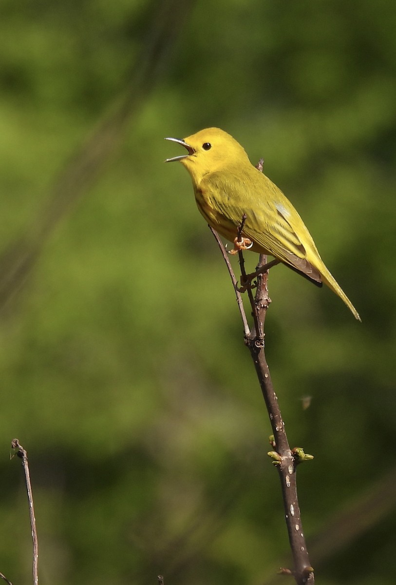 Yellow Warbler - ML619036011