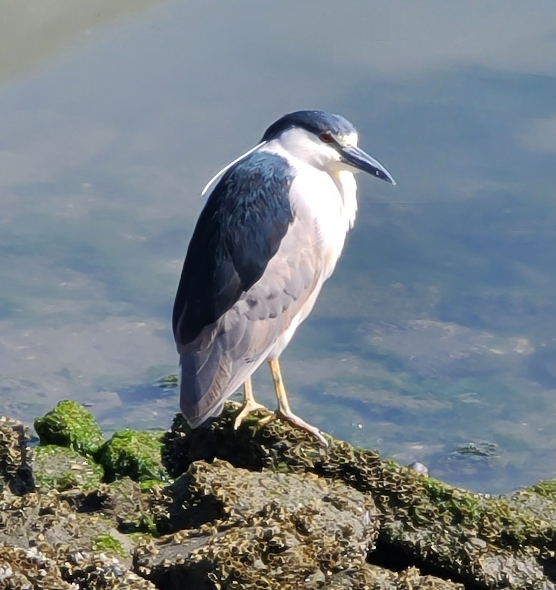 Black-crowned Night Heron - ML619036020