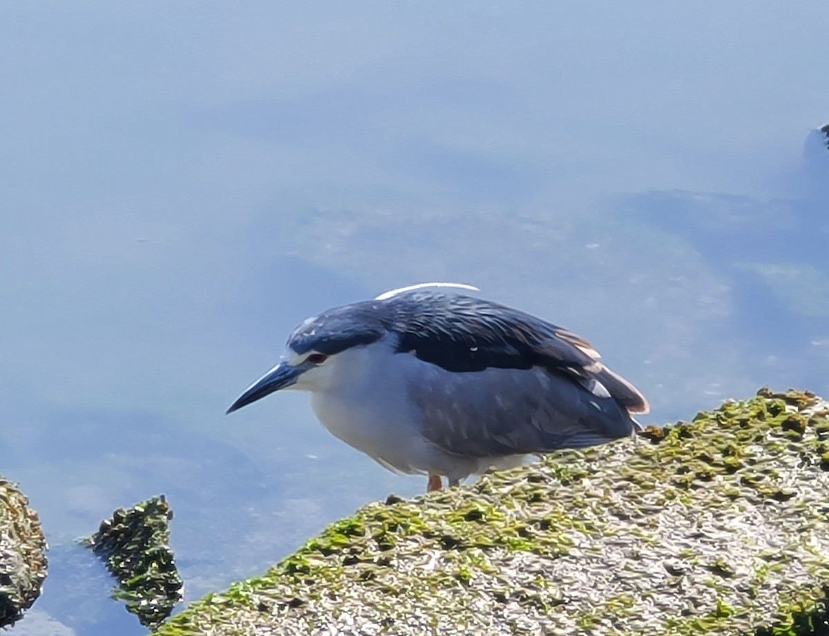 Black-crowned Night Heron - ML619036021