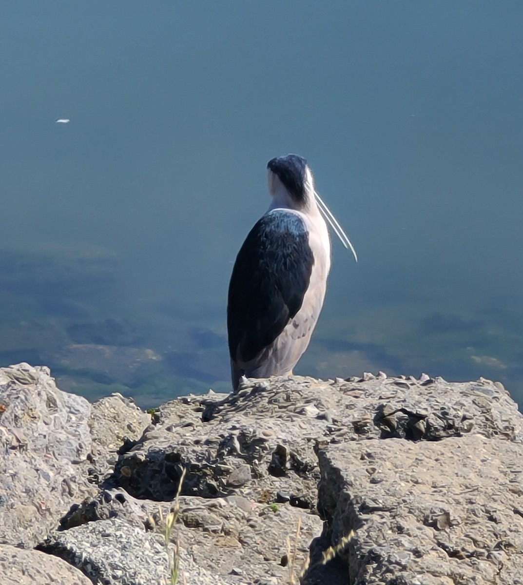 Black-crowned Night Heron - ML619036022