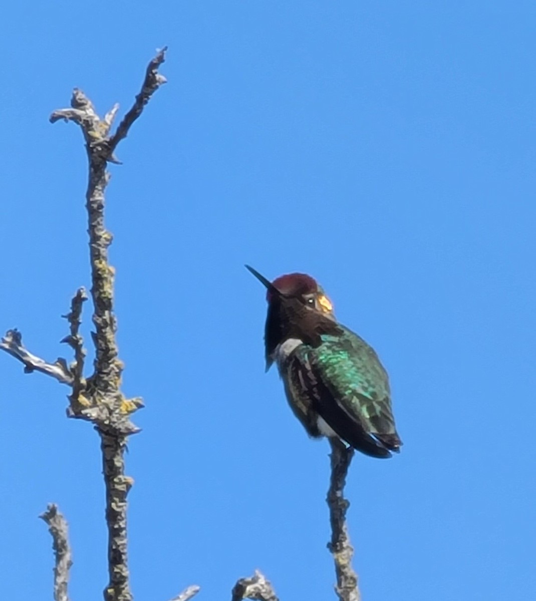 Colibrí de Anna - ML619036030