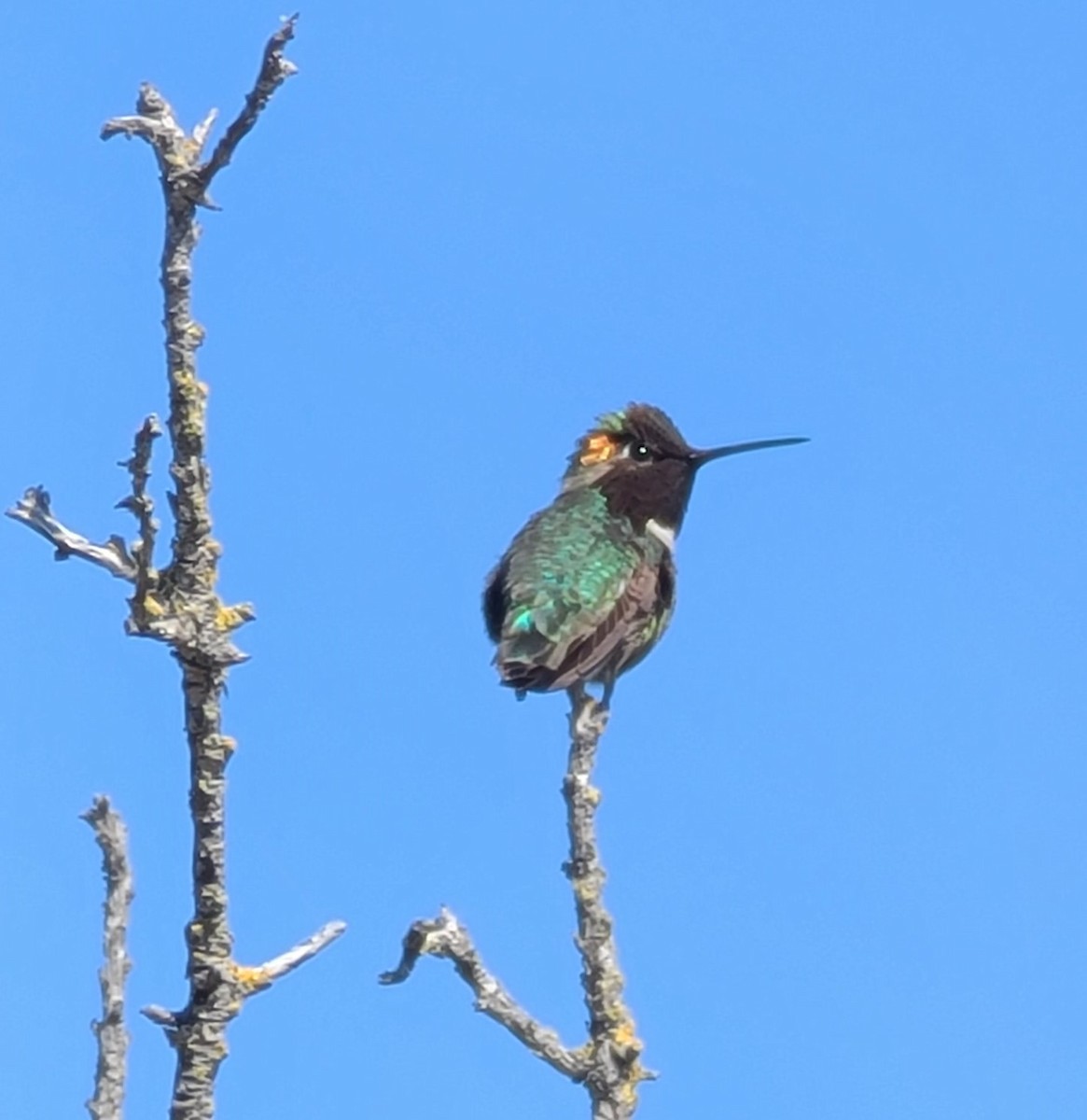 Anna's Hummingbird - ML619036031