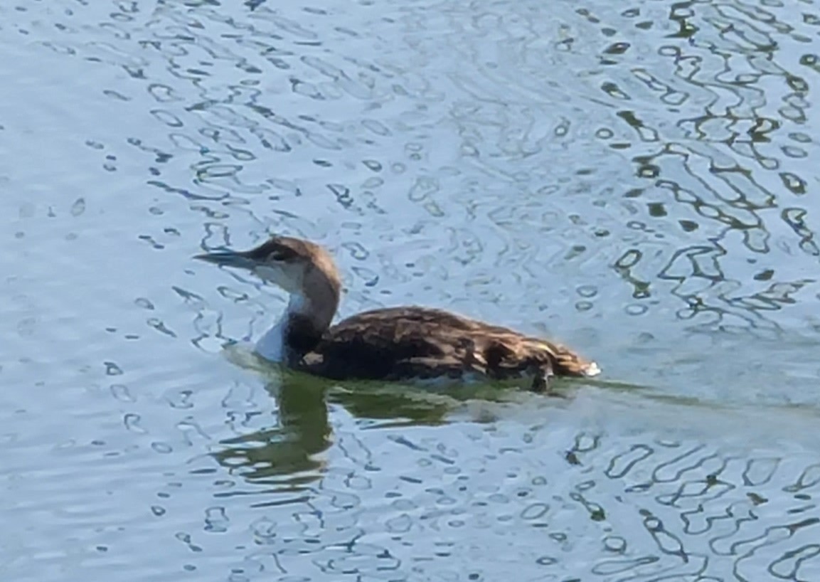 Common Loon - ML619036037