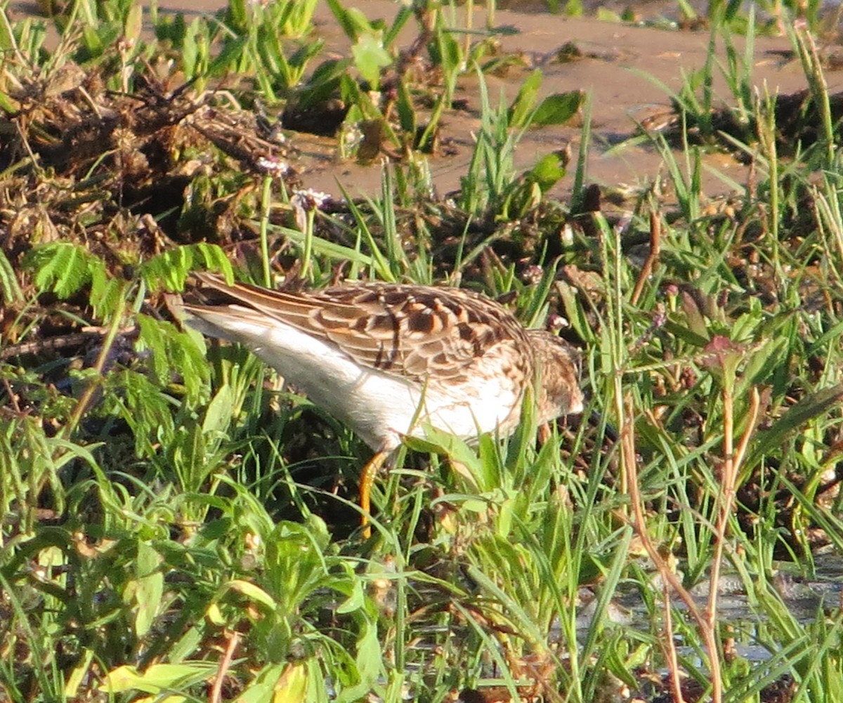 Graubrust-Strandläufer - ML619036042