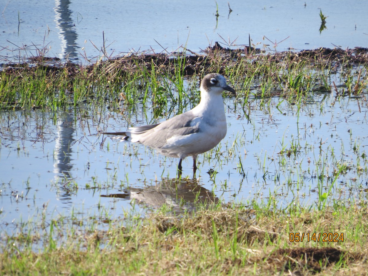 Franklin's Gull - JOHN KIRK