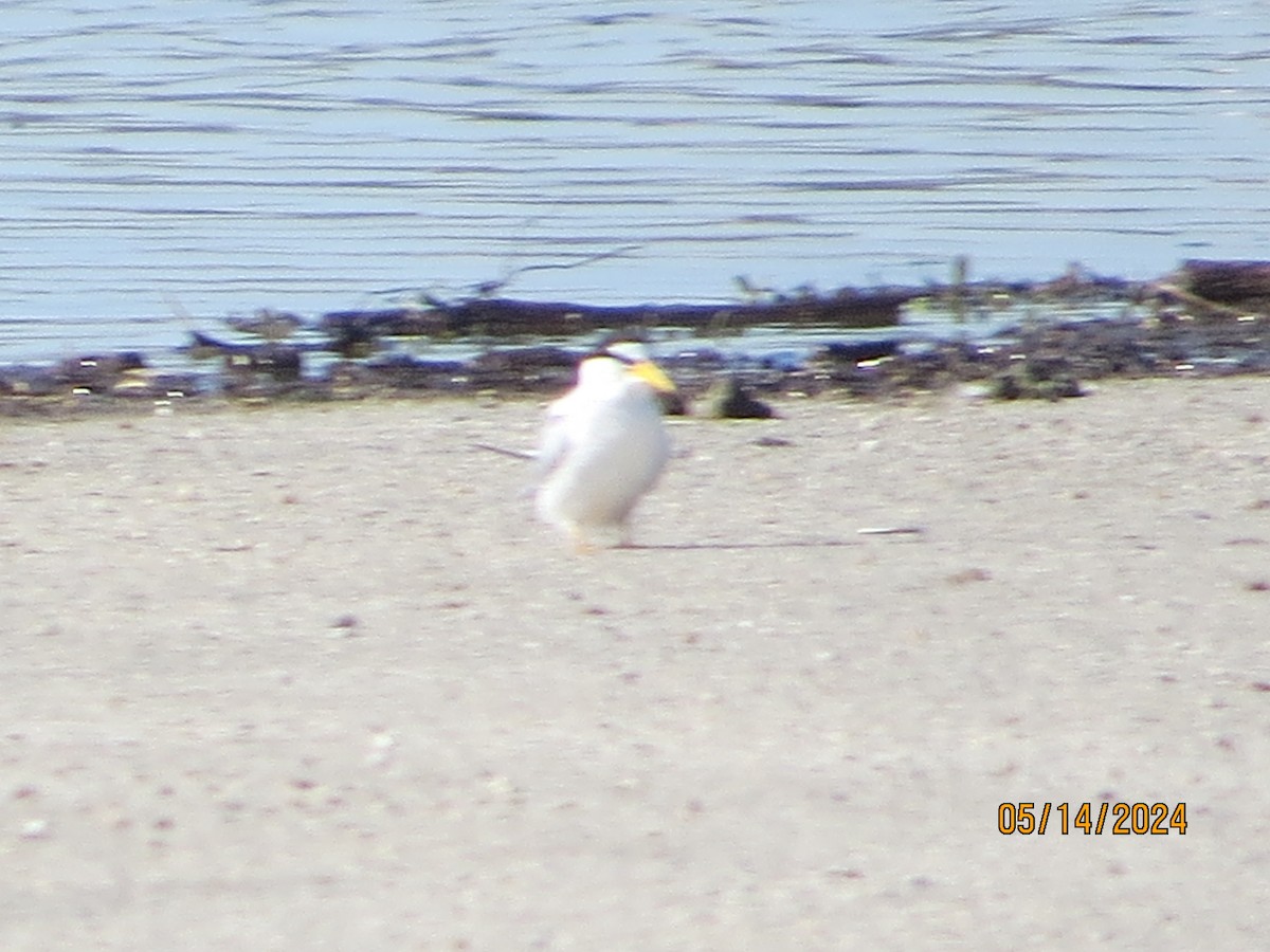 Least Tern - JOHN KIRK