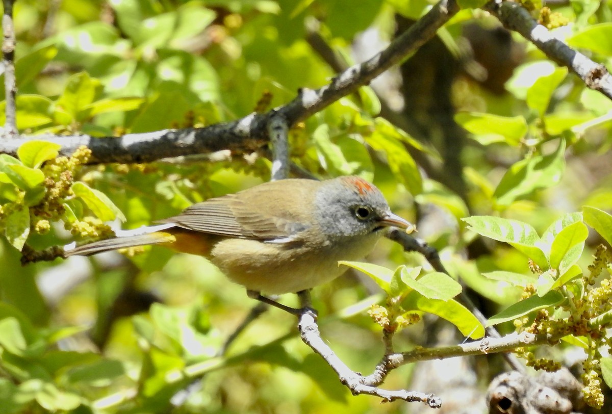 Colima Warbler - ML619036062