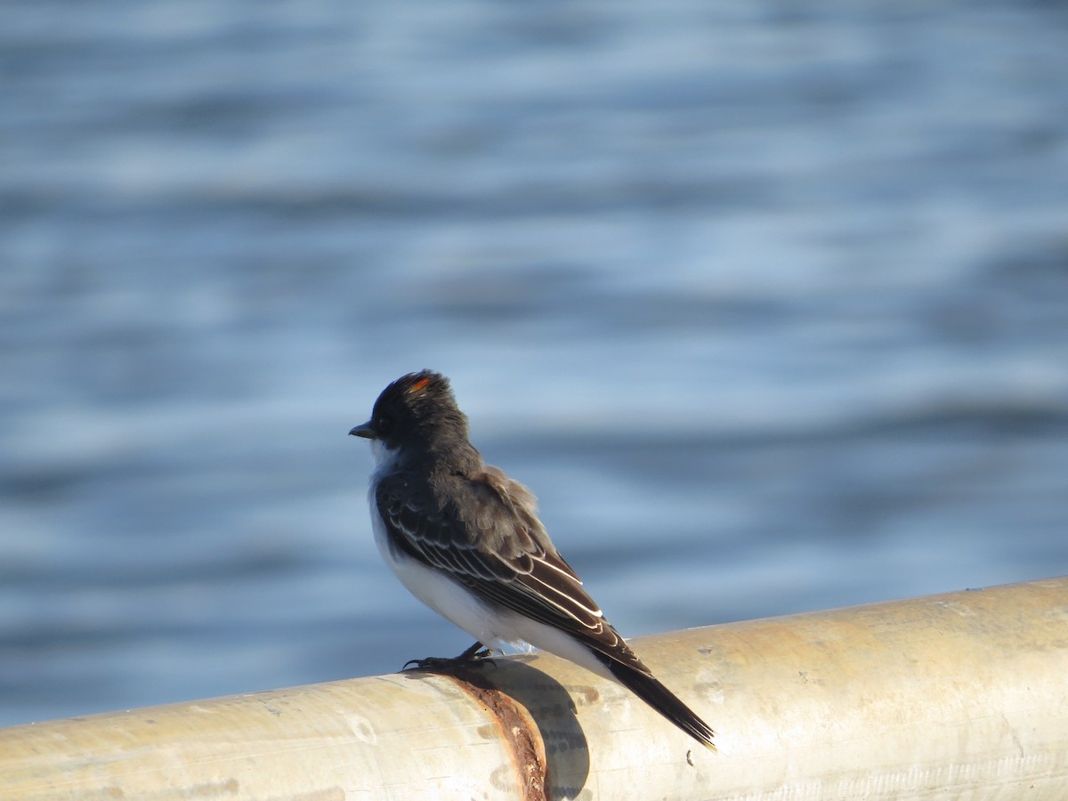 Eastern Kingbird - ML619036070