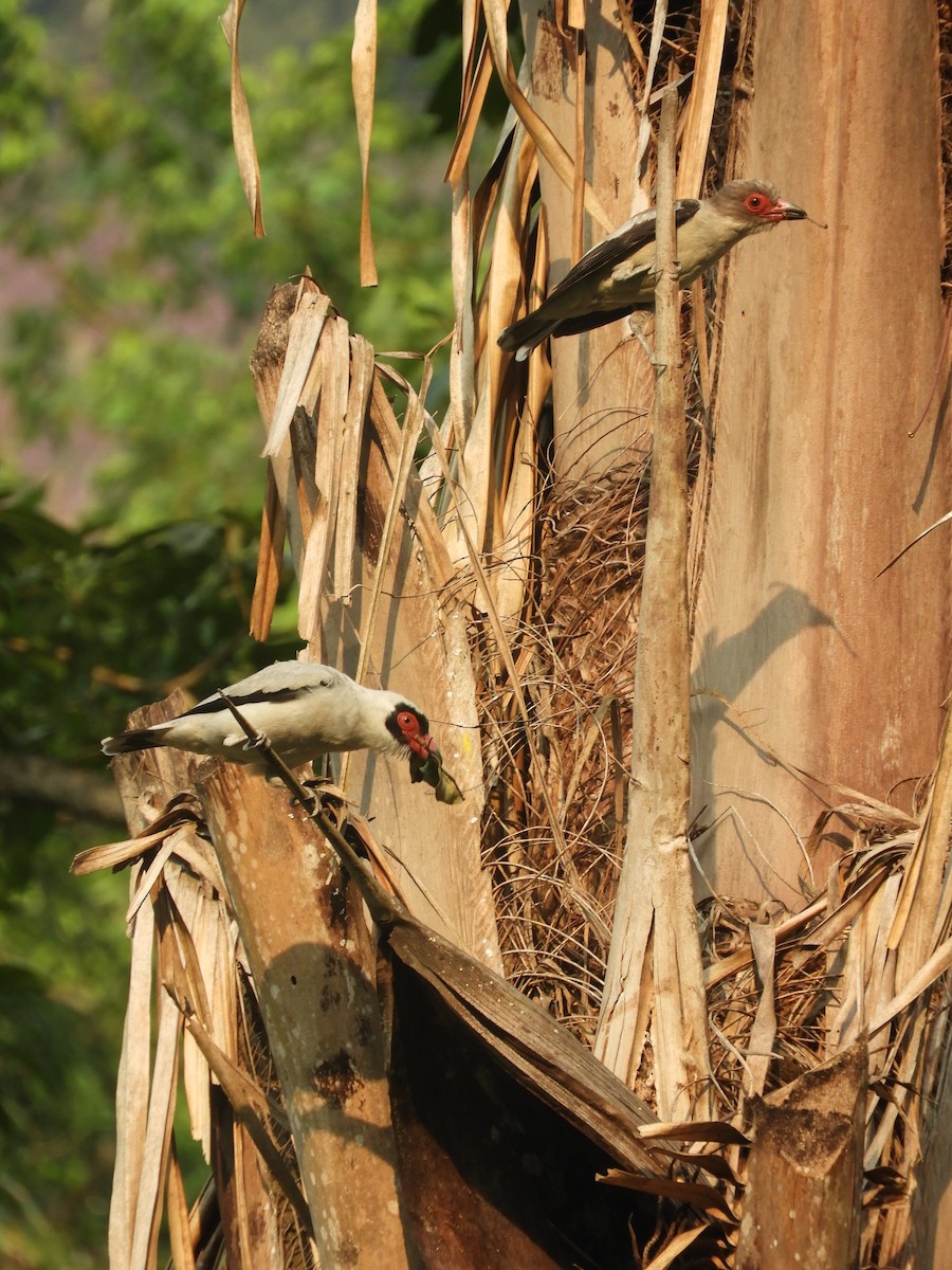 Masked Tityra - ML619036093