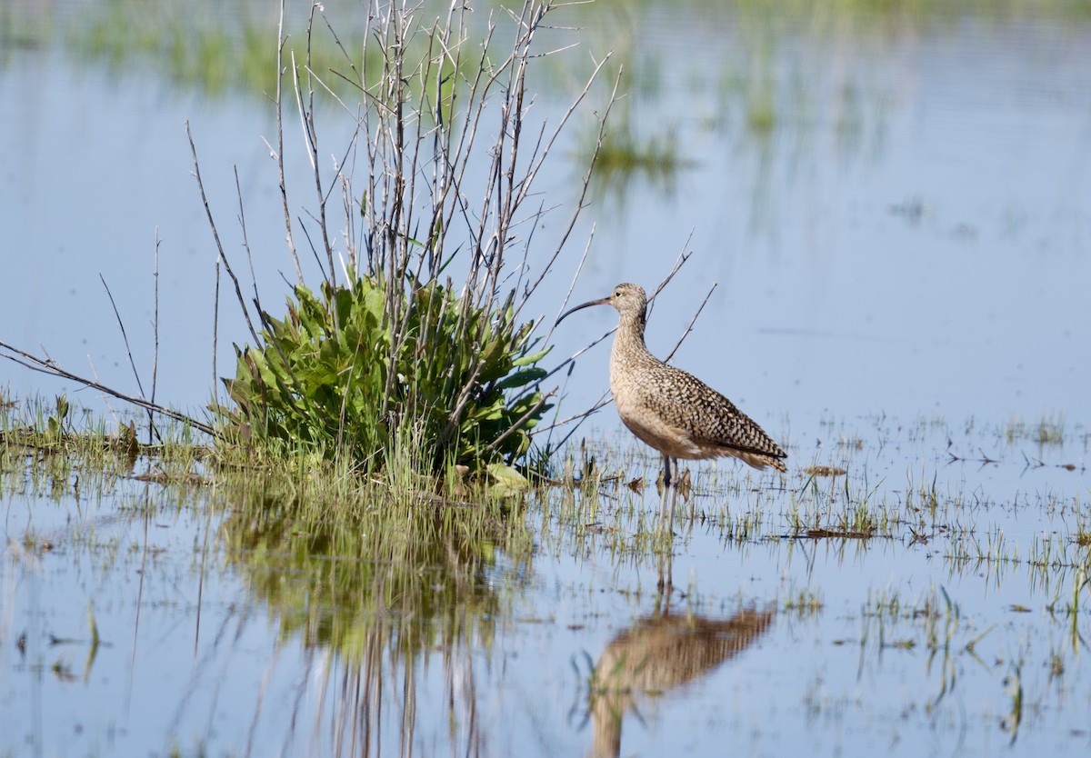 Long-billed Curlew - ML619036133
