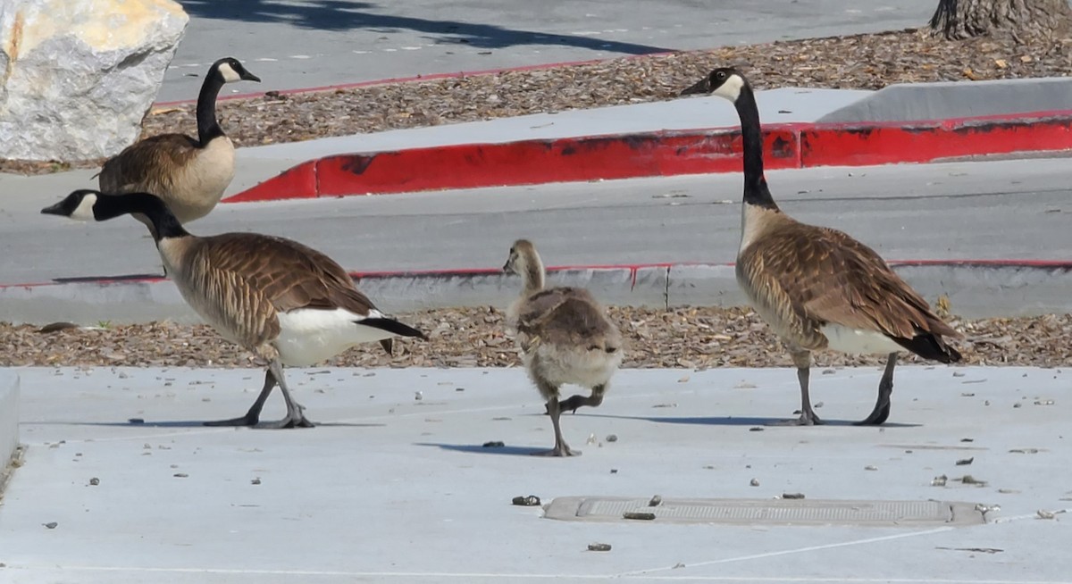 Canada Goose - ML619036167