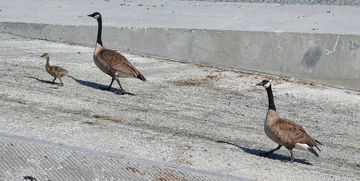 Canada Goose - ML619036169