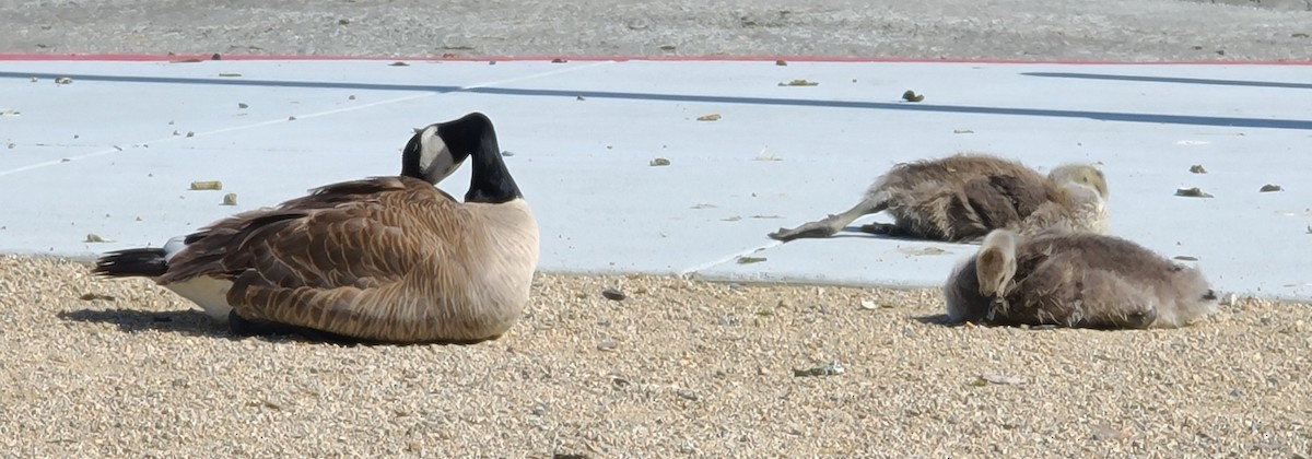 Canada Goose - ML619036170