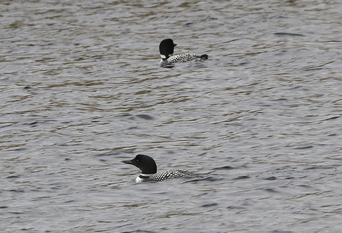 Common Loon - Marco Bouchard