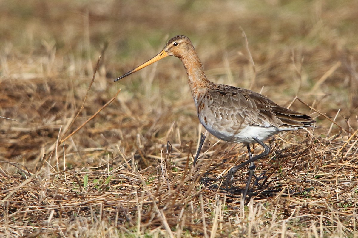 Black-tailed Godwit - ML619036174