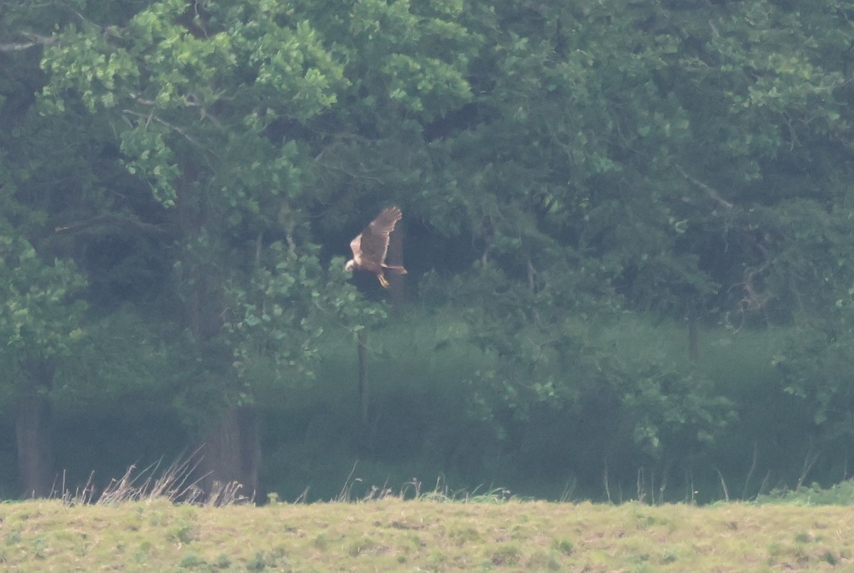 Western Marsh Harrier - Alan Bird