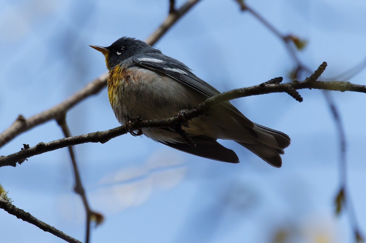 Northern Parula - Mike Van Norman