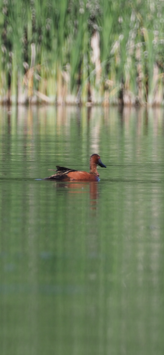 Cinnamon Teal - Richard  Laubach