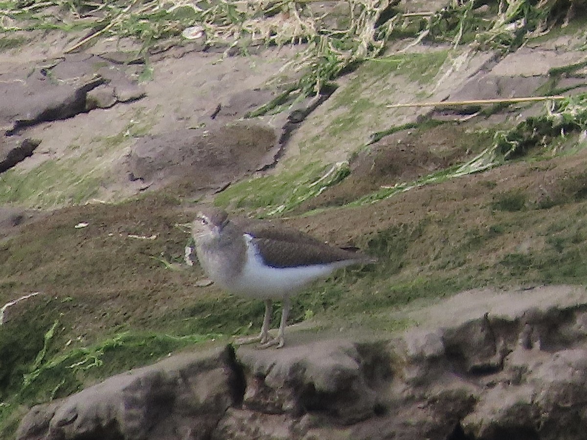 Common Sandpiper - ML619036196