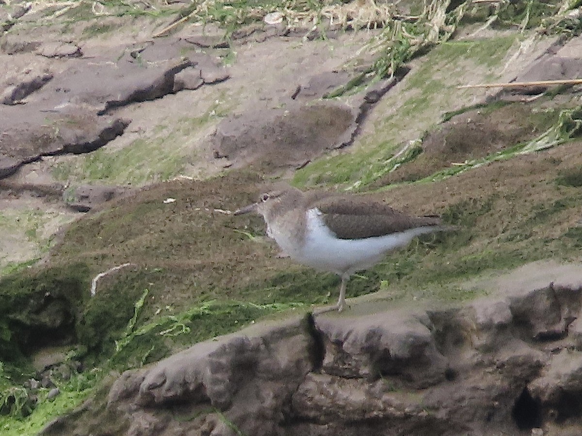 Common Sandpiper - ML619036197