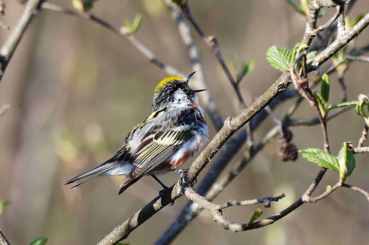 Chestnut-sided Warbler - Mike Van Norman