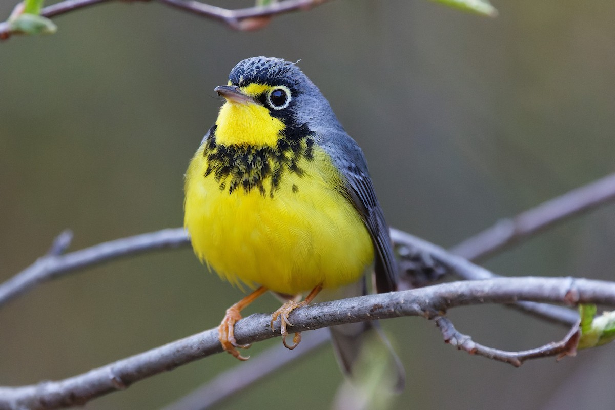 Canada Warbler - Mike Van Norman