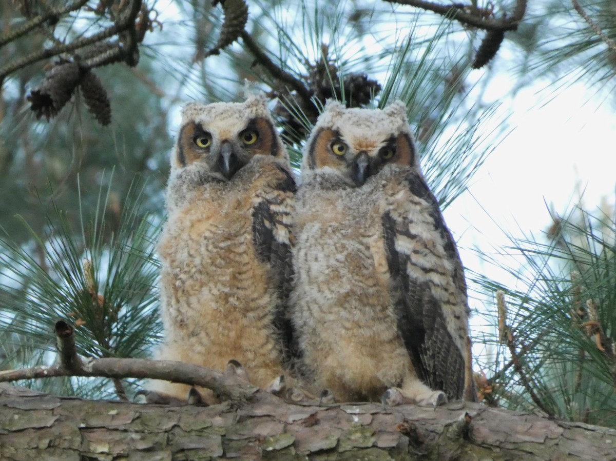 Great Horned Owl - ML619036211