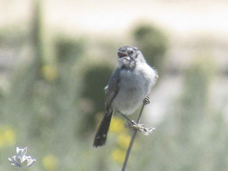 California Gnatcatcher - Adam Burnett