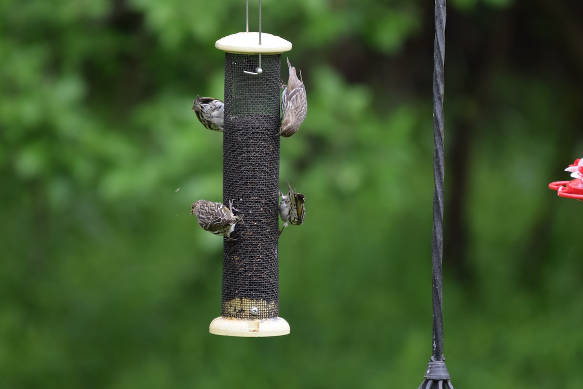 Pine Siskin - Ed DeVries